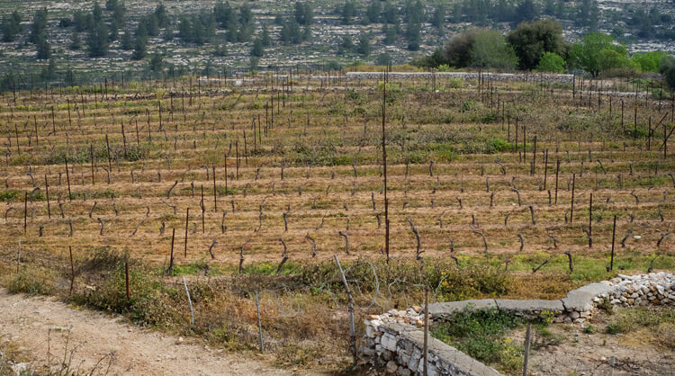 יקב מנזר כרמיזאן