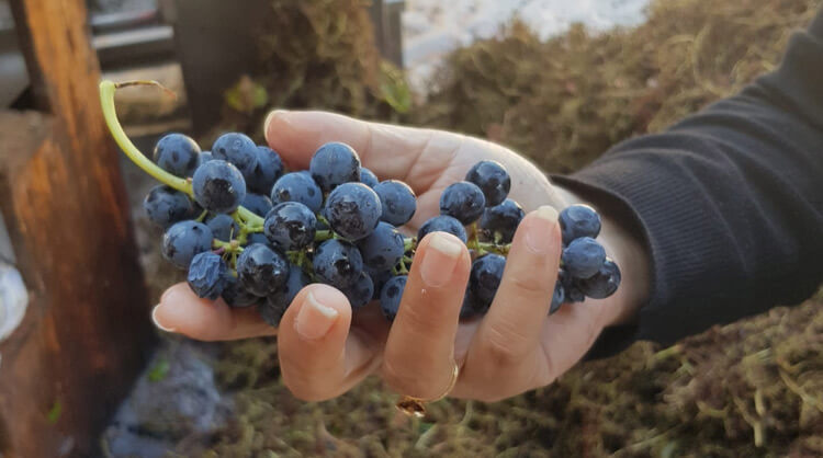 אומבריה – האחות הקטנה (והמוצלחת) של טוסקנה