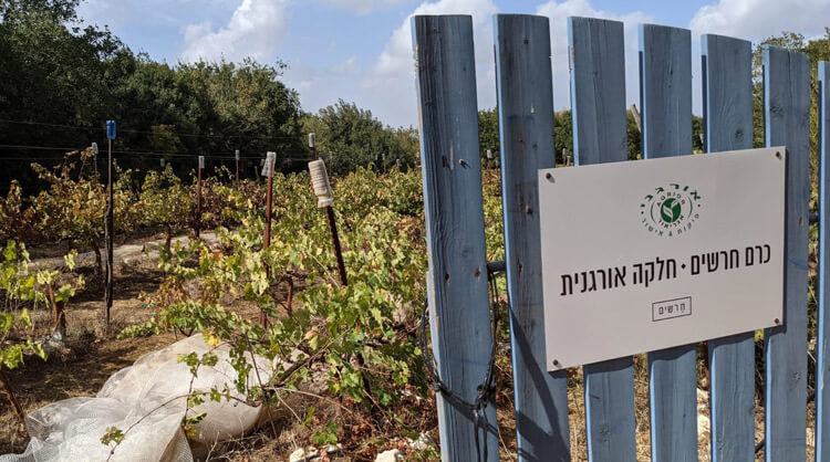 יקב חרשים - פנינת יין ישראלית