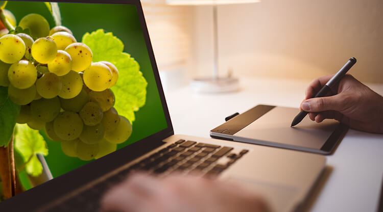 קורס יינות אוקראינה