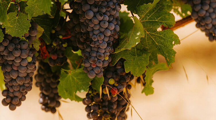 עלייתו, נפילתו ועלייתו מחדש של המלך קריניאן