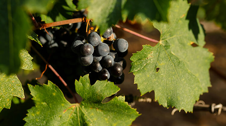 עלייתו, נפילתו ועלייתו מחדש של המלך קריניאן