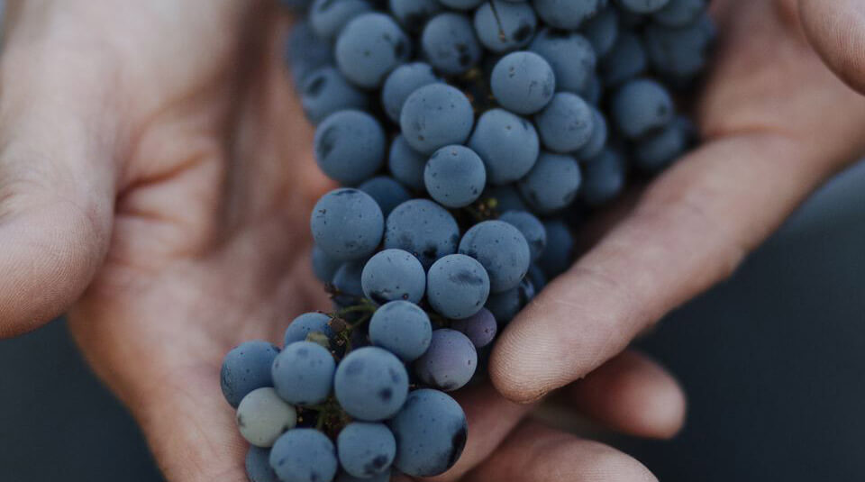 חגיגת בציר ושנה חדשה ביקב צפרירים