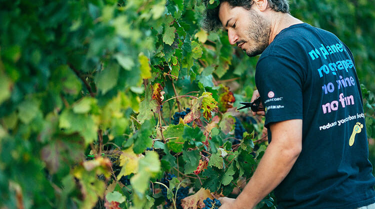 איש הענבים מארח: גיא אשל, יקב דלתון | צילום: פאבינה, באדיבות היקב